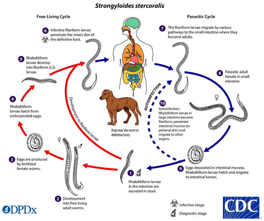 strongyloids-infections-life-cycle